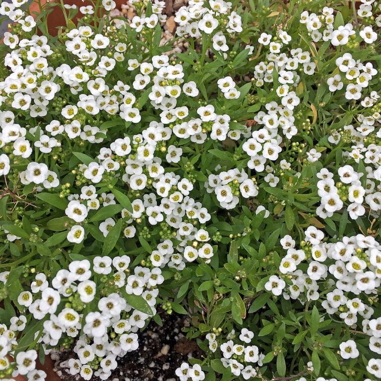 10 plantes d’intérieur surprenantes qui poussent dans l’eau