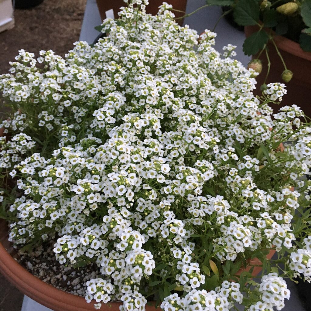 Plantes d’intérieur - 'Giga White' alyssum - Lobularia maritima on September 9, 2017 in Santa Rosa, Ca.
