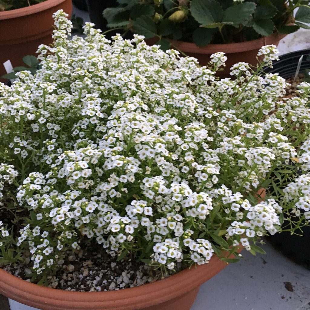 Tables basses super créatives décorées avec des plantes grasses - 'Giga White' alyssum - Lobularia maritima on September 9, 2017 in Santa Rosa, Ca.