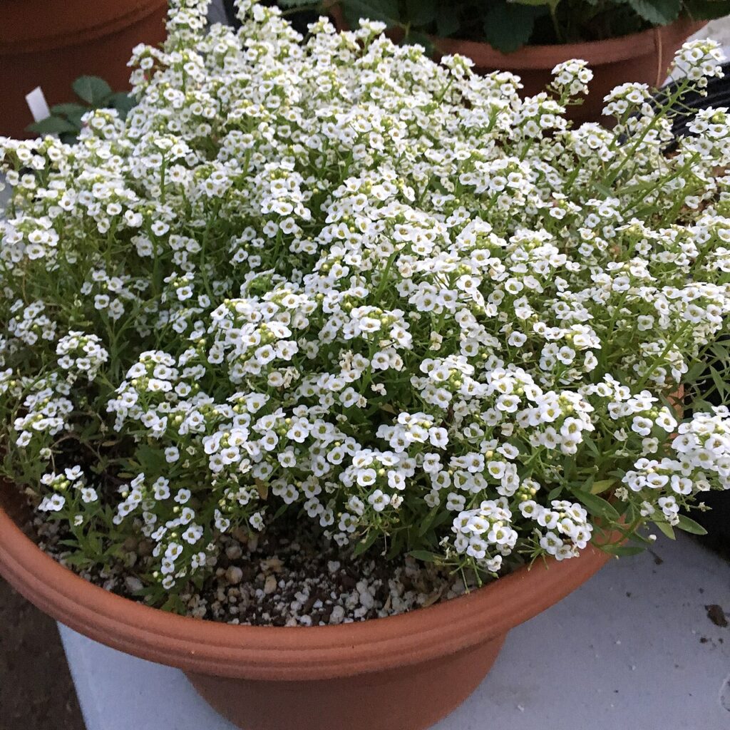 Plantes d’intérieur - 'Giga White' alyssum - Lobularia maritima on September 9, 2017 in Santa Rosa, Ca.