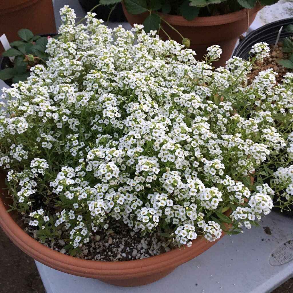 Plantes d’intérieur - 'Giga White' alyssum - Lobularia maritima on September 9, 2017 in Santa Rosa, Ca.