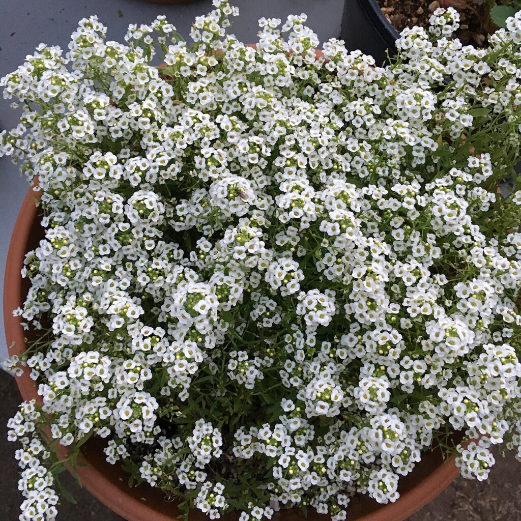 Customiser un pot en terre cuite! 20 idées magnifiques + Vidéo… - 'Giga White' alyssum - Lobularia maritima on September 9, 2017 in Santa Rosa, Ca.