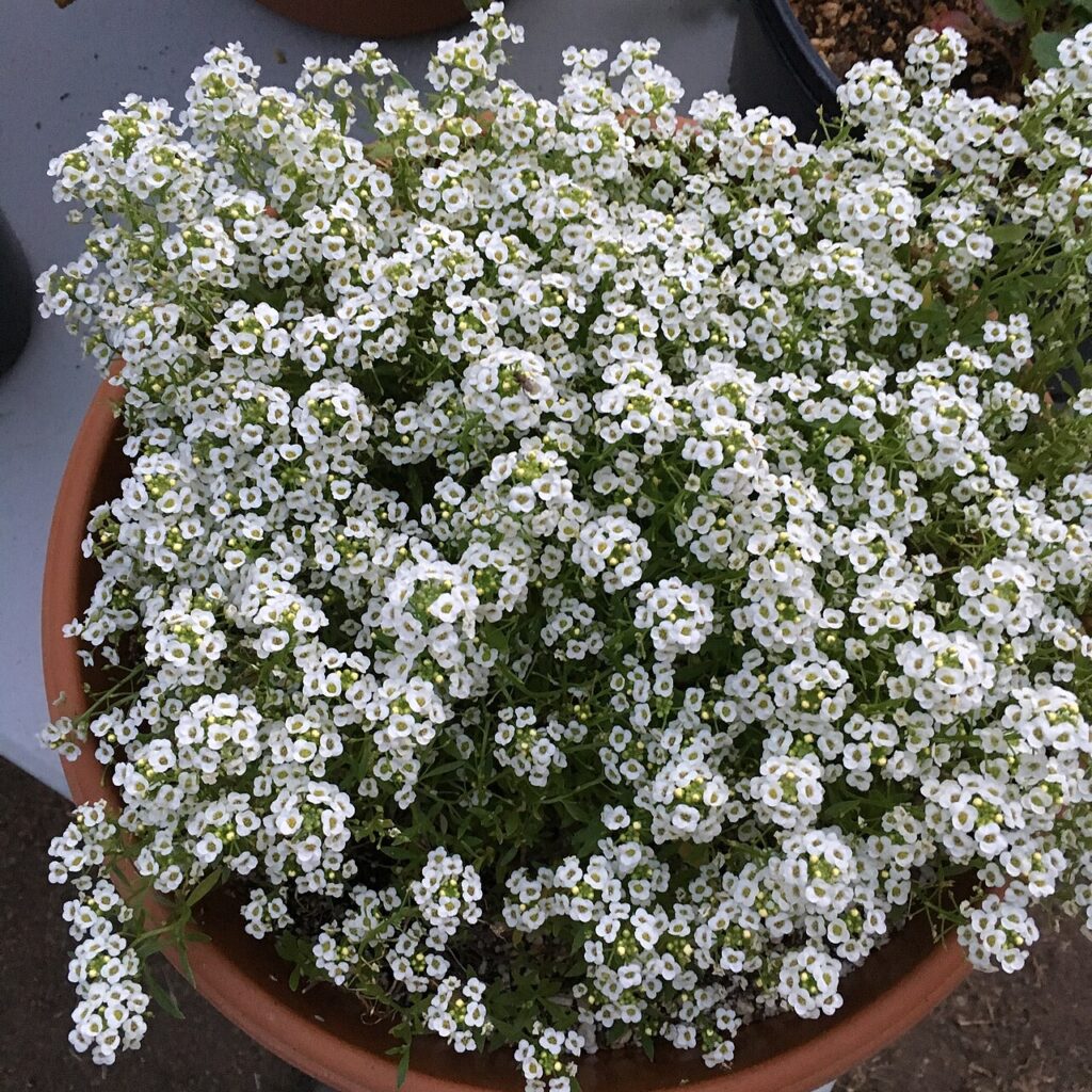 Terrasse et pare - 'Giga White' alyssum - Lobularia maritima on September 9, 2017 in Santa Rosa, Ca.