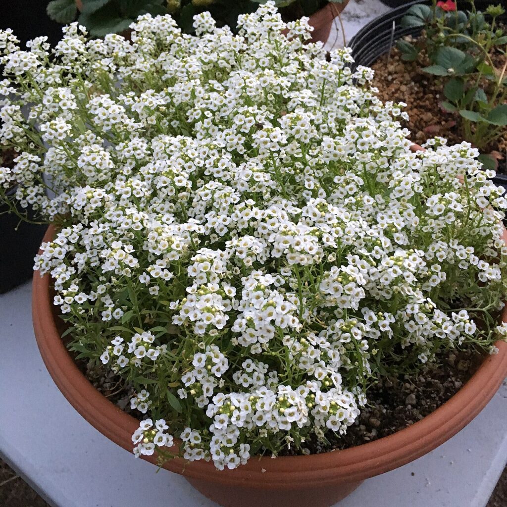Plantes d’intérieur - 'Giga White' alyssum - Lobularia maritima on September 9, 2017 in Santa Rosa, Ca.