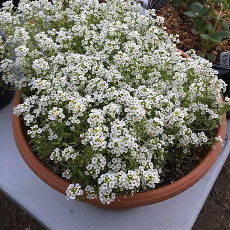 10 plantes faciles à cultiver à partir de boutures : le guide complet