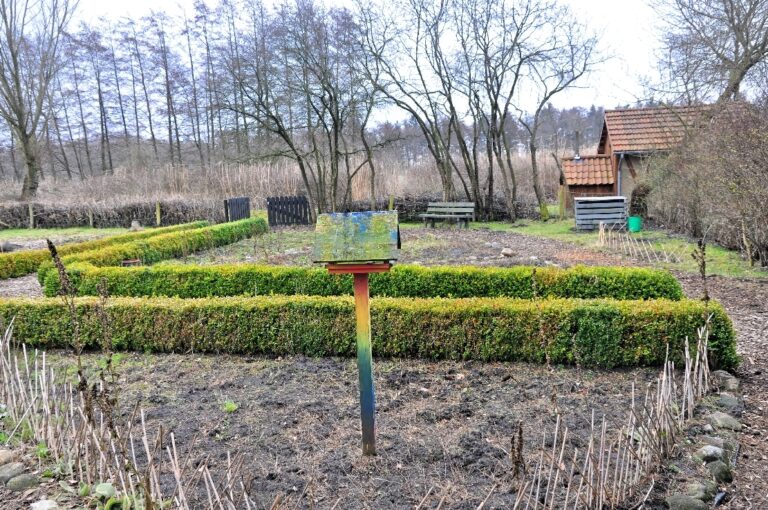 10 arbustes pour haie de jardin occultante toute l’année