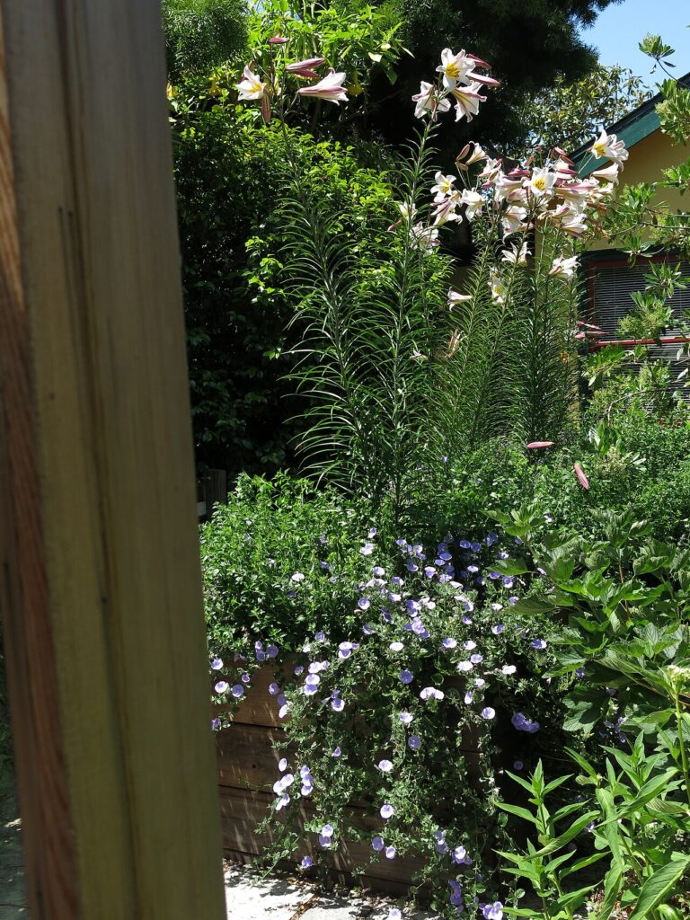 Cadres DIY originaux faciles à réaliser avec des palettes - Hochbeet mit Convolvulus sabatius und Lilium regale