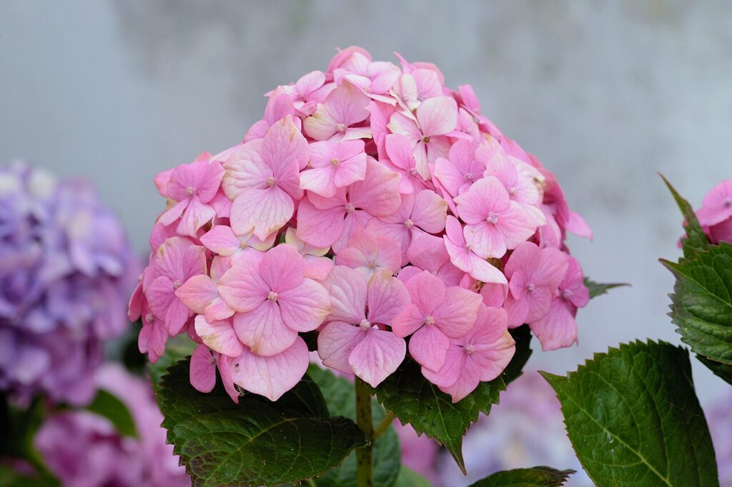 10 inspirations pour décorer avec un joli vase d’hortensias - Flower of a Hydrangea macrophylla