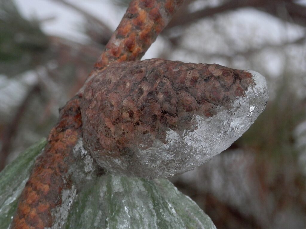 Les petites décorations DIY avec des pommes de pin - Ice on Scots Pine cone (Pinus sylvestris) after 2013 Ice Storm in Guelph, Ontario, Canada.