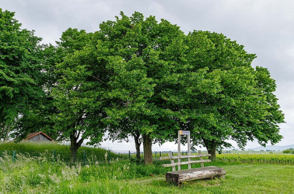 Les rondelles de bois peuvent être transformées en accessoires déco originaux - Aspect dans une région géographique: Monument naturel en Allemagne Tit