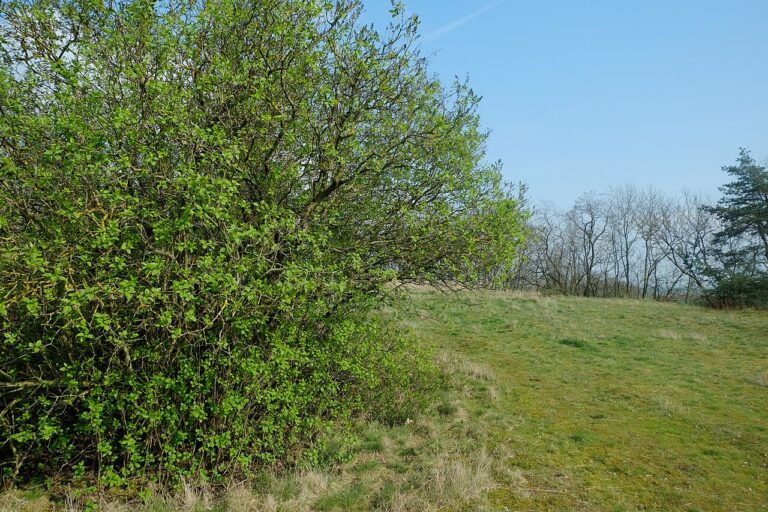Lilas, comment les tailler correctement : 9 choses à savoir pour ne pas ruiner sa plante