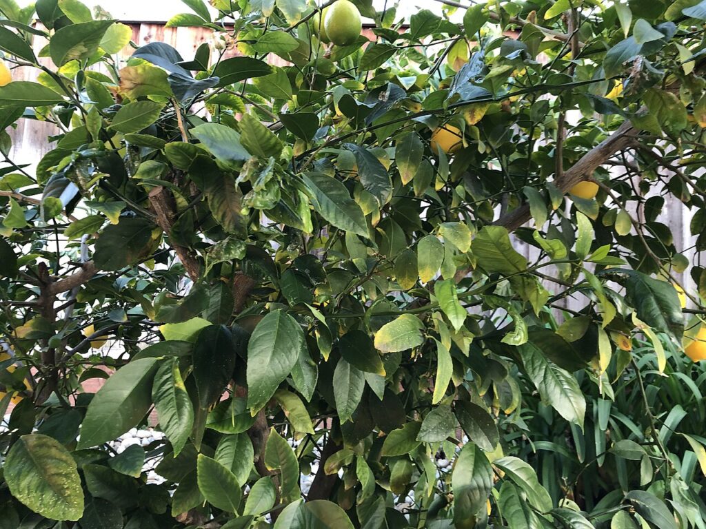 Découvrez le secret caché des vieux citrons - Lemon tree