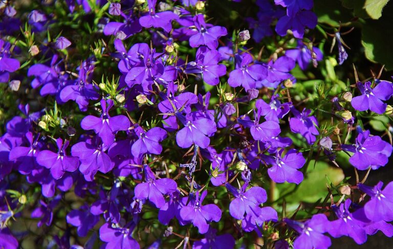Un balcon fleuri avec cette plante vivace aux fleurs magnifiques et colorées : laissez-vous inspirer