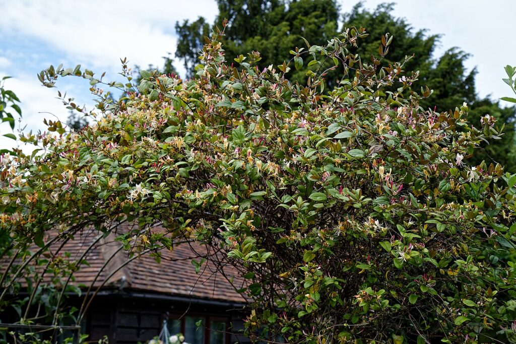 Réaliser une allée en pierres de jardin! 20 exemples inspirants… (VIDEO) - A trellised Lonicera periclymenum (aka: honeysuckle; common honeysuckle; Eu