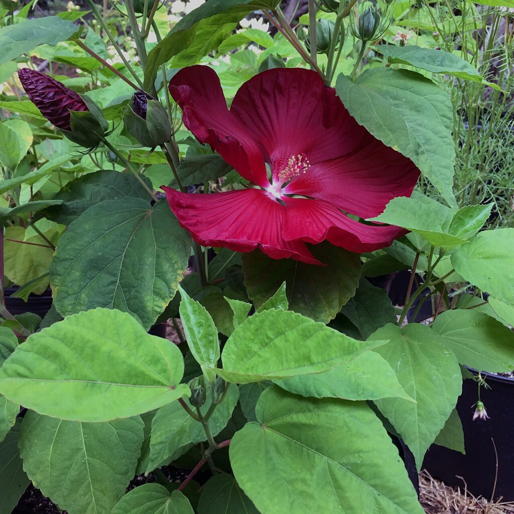 Terrasse et pare - Hibiscus 'Honeymoon Deep Red' on August 4, 2017 in Santa Rosa, Ca.