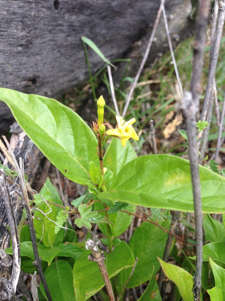 Mandevilla est la solution pour ceux qui recherchent une plante grimpante avec de belles grandes fleurs