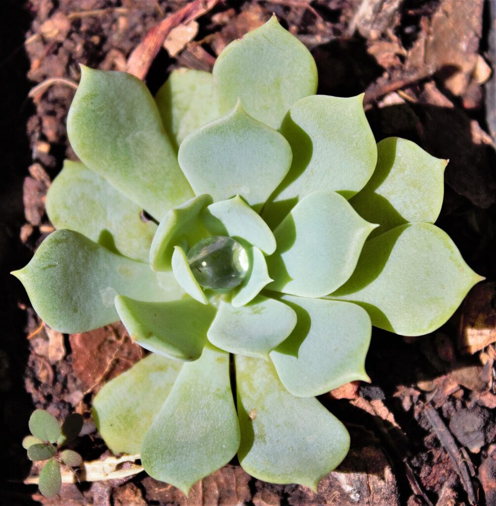 Tables basses super créatives décorées avec des plantes grasses - Succulent Echeveria mexicain peacockii grandi à la maison