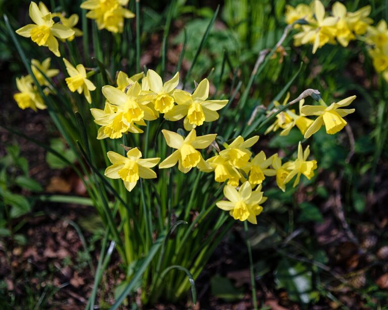 Réalisez une belle décoration florale lumineuse pour le jardin : tutoriel vidéo