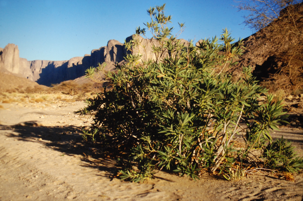 Créez vous - Nerium oleander dans l'Oued Tamrit, au pied du massif du Tassili n'Ajjer, au nord-est de Djanet, dans le sud-est de l'Algérie. Dans le Sa