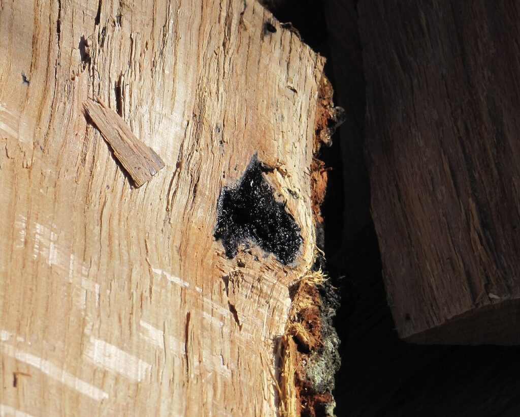 Décorer un tronc avec des fleurs! Voici 15 idées pour votre jardin… - New chopped firewood of an Oak tree with an enclosure of iron.