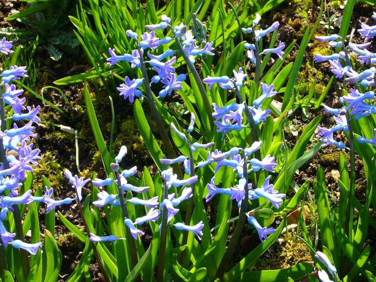 Vivre avec les jacinthes : comment décorer avec ces belles fleurs parfumées