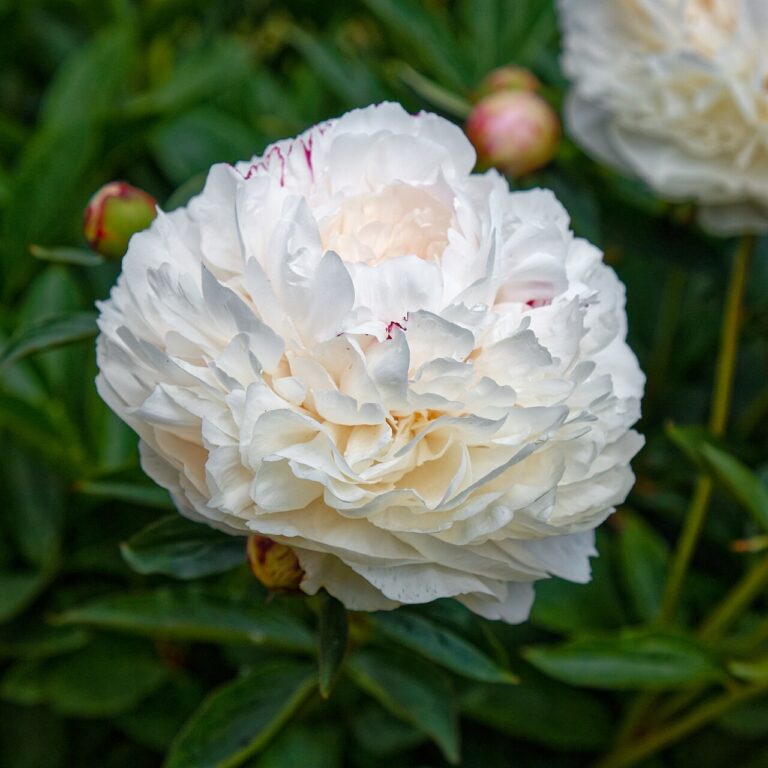 12 merveilleux petits jardins à copier de suite: inspirez-vous