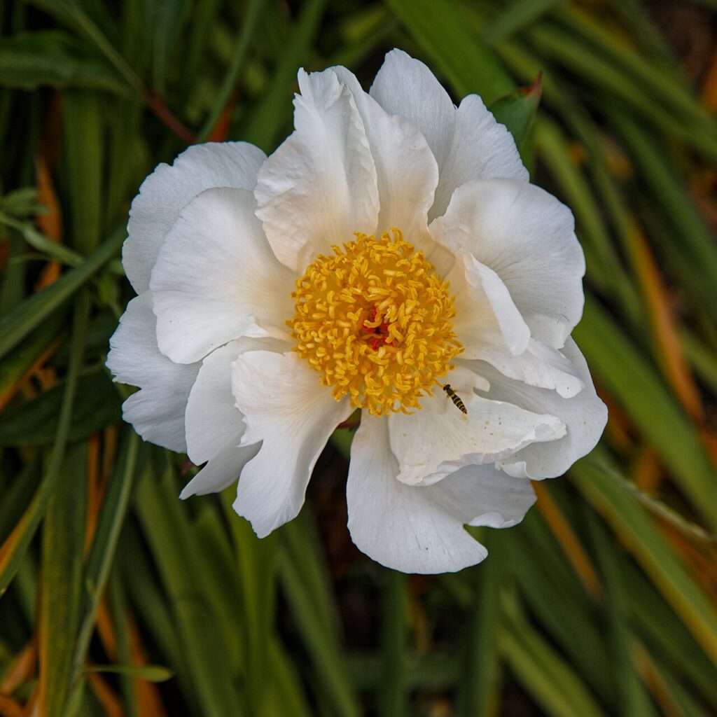 Même la NASA s’est intéressée à cette plante qui aide à mieux dormir si placée dans la chambre à coucher - Paeonia lactiflora 'Krinkled White' at Copp