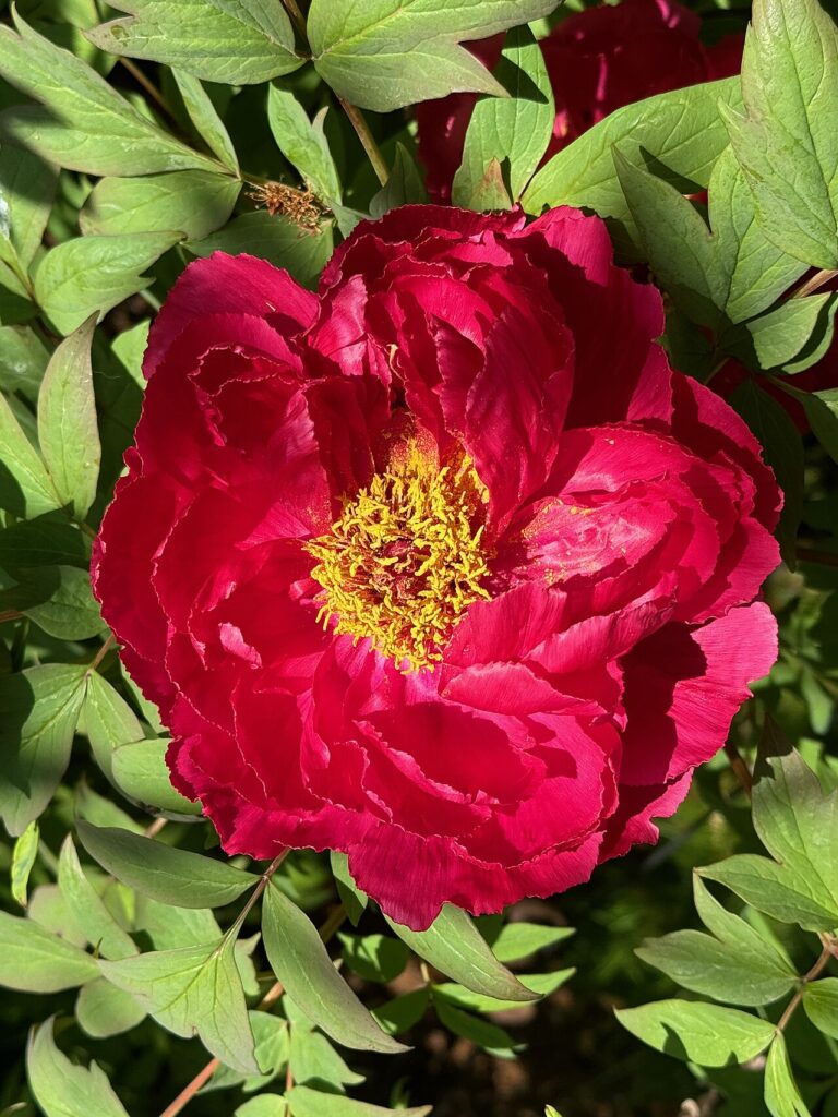 Éclats de couleurs et parfums enivrants - Paeonia suffruticosa blossom