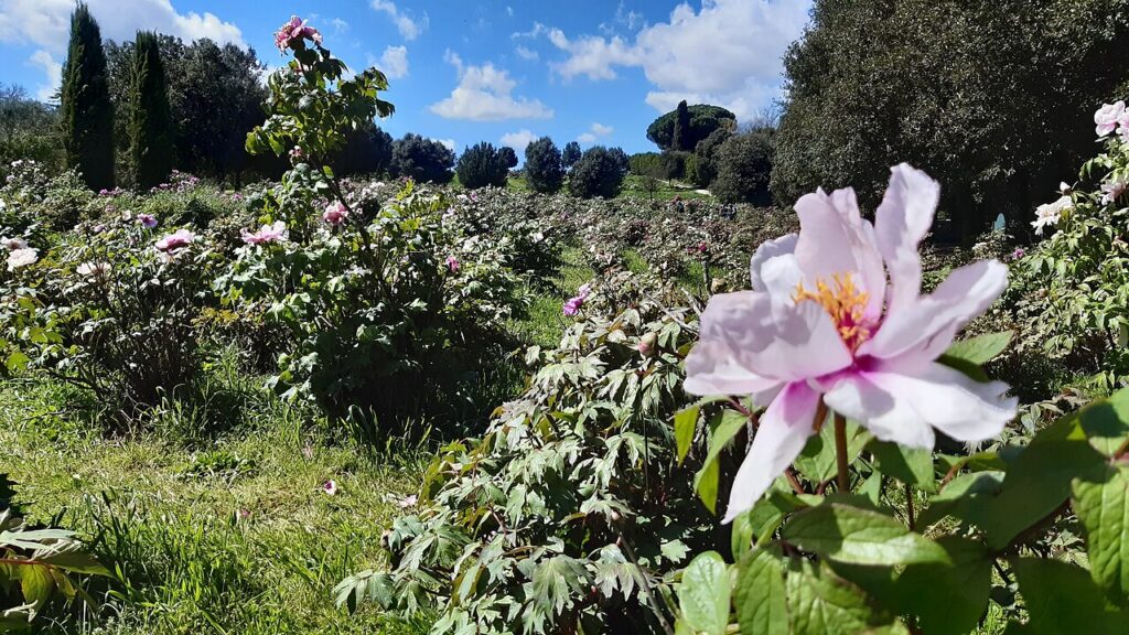 Éclats de couleurs et parfums enivrants - Campo di Peonie con un fiore in primo piano