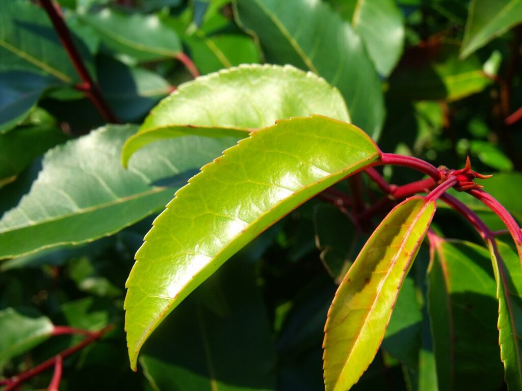 Photinia red robin pour une haie à croissance rapide d’un rouge éclatant qui sort de l’ordinaire - Photinia x fraseri im Botanischengarten Duisburg Ka
