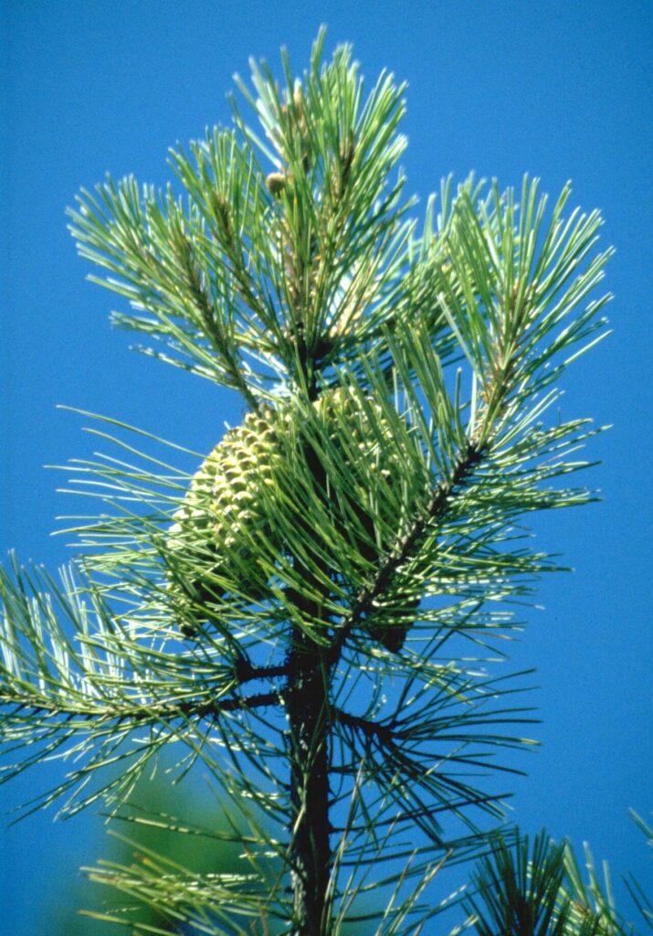 13 décorations d’hiver DIY pour une maison sublime! Inspirez - Pinus attenuata — top of young tree with cones, Hunter Creek Bog. Coos Bay District, Bu