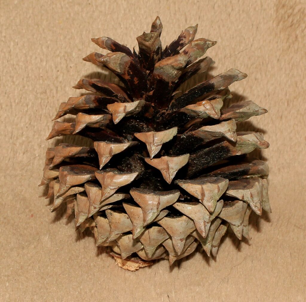 DIY en couleurs avec des pommes de pin! 15 idées inspirantes - Formerly growing in Saltoun wood, East Lothian, Scotland. 8cm.