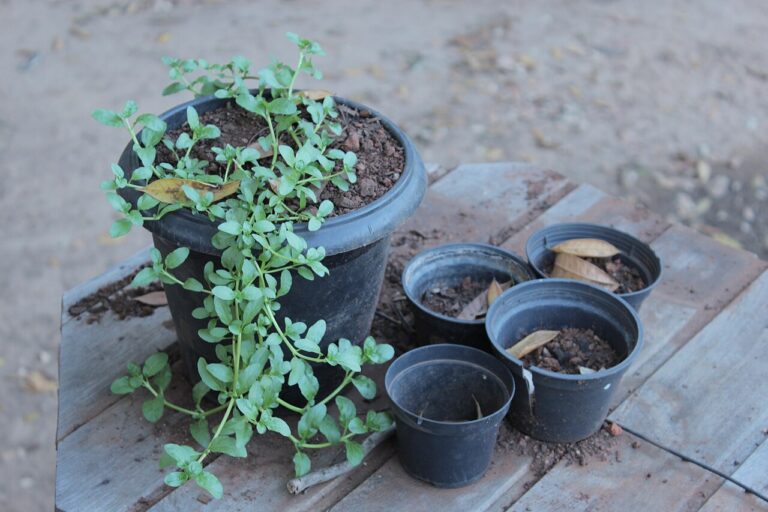 9 plantes pour transformer un coin ombragé du jardin en un parterre de fleurs coloré