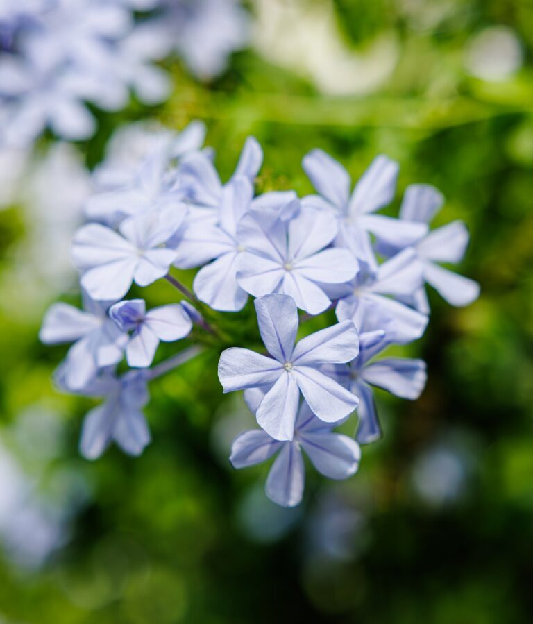 Jasmin bleu : découvrez le charme du Plumbago et comment le cultiver en pot et dans votre jardin