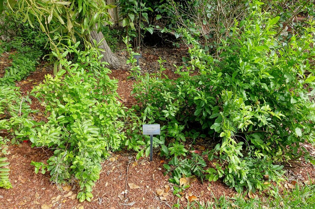 Jasmin bleu - Botanical specimen in Mounts Botanical Garden - Palm Beach County, Florida, USA.