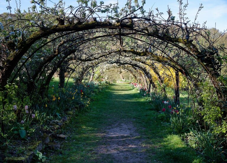 9 plantes pour apporter une touche de Méditerranée dans son jardin