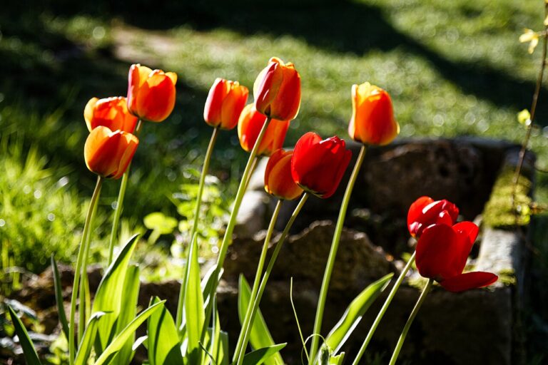Orchidées en pot : tous les secrets d’une culture réussie