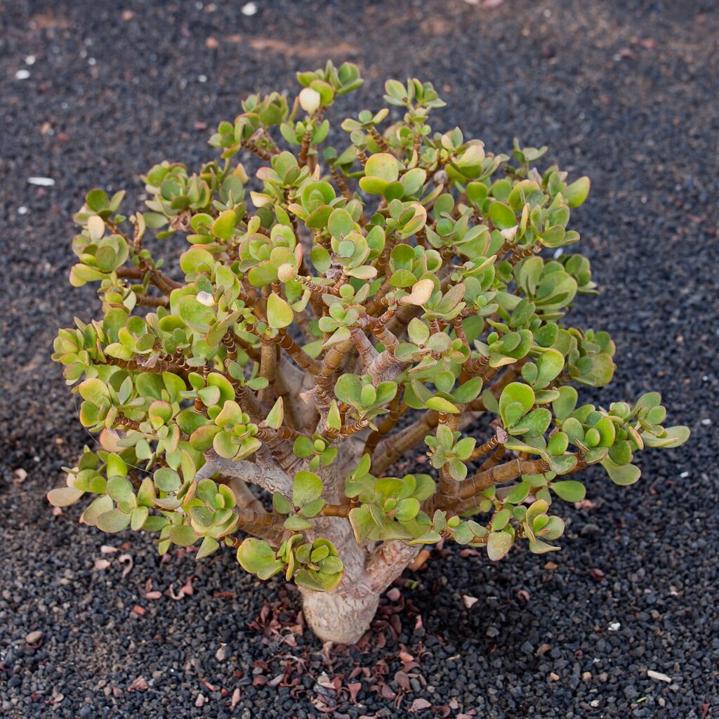 Arbre de jade - Crassula ovata, Puerto del Carmen, Lanzarote, Spain