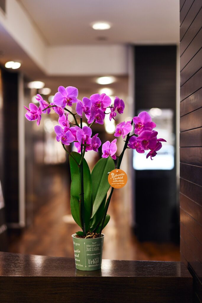 Astuces pour faire fleurir les orchidées plus longtemps - Purple orchid in a pot