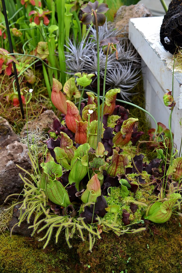 Plantes carnivores : 4 espèces fascinantes pour décorer votre maison avec une touche exotique