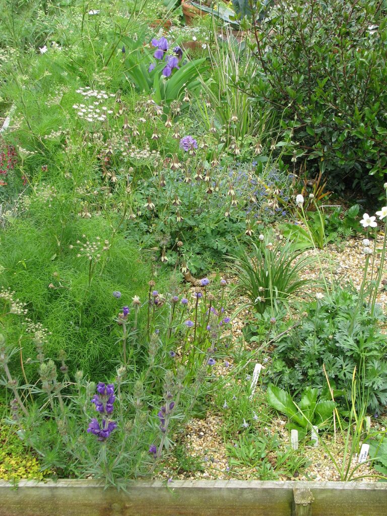Une jardinière avec palette très déco! 9 idées + tutoriel… - Aquilegia viridiflora, Athamantas, Dracocephalum austriacum, Veronica cinerea, Rhamnus lu