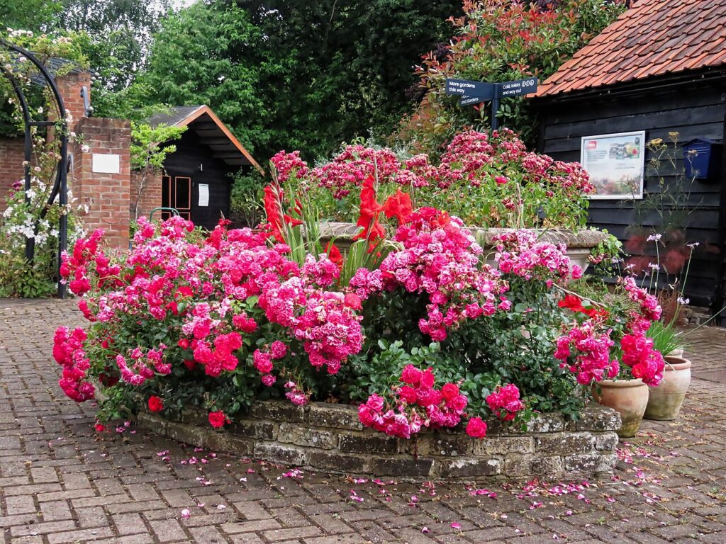Réaliser une allée en pierres de jardin! 20 exemples inspirants… (VIDEO) - Red roses at Capel Manor College and Gardens, Bulls Cross, Enfield, London,