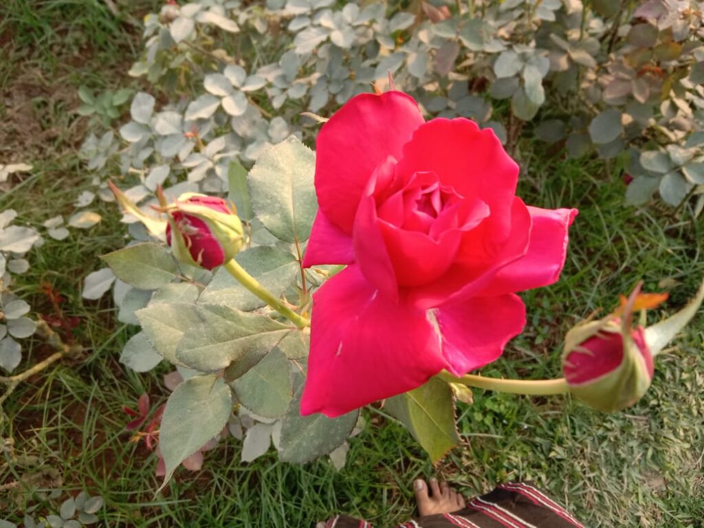 Même la NASA s’est intéressée à cette plante qui aide à mieux dormir si placée dans la chambre à coucher - RedRose in Flower Garden