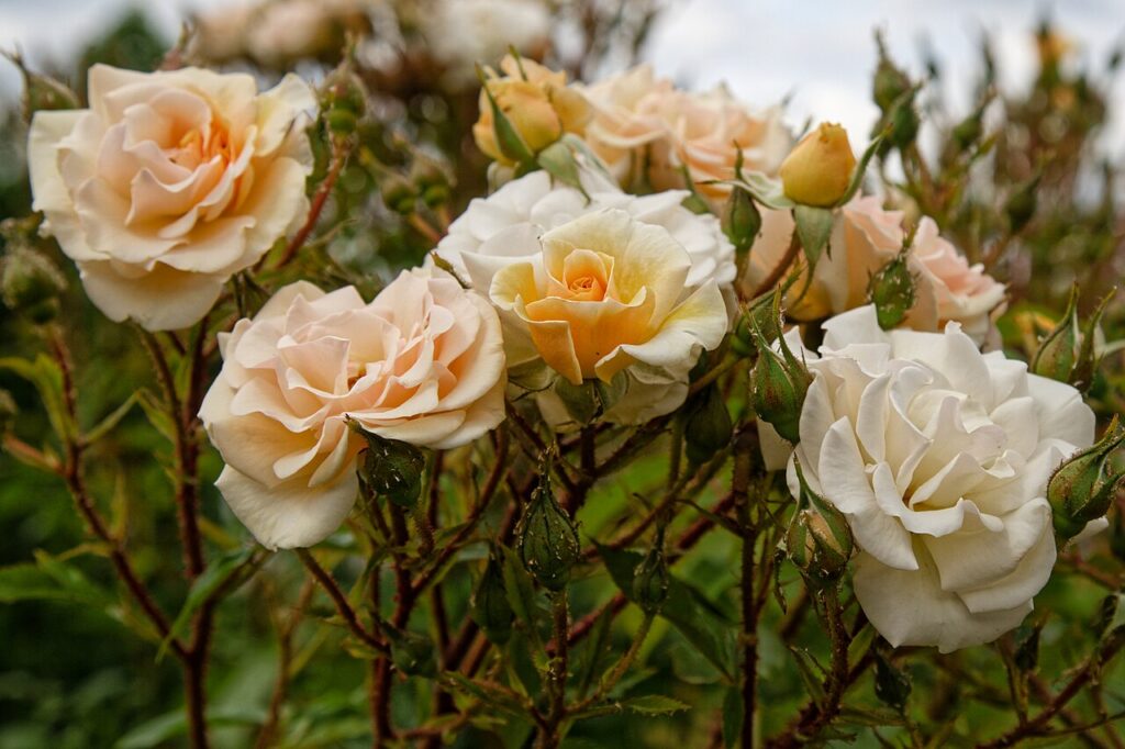 Jardinage à l’ombre - Rosa 'Sweet Honey' floribunda hybrid tea at Copped Hall, Epping, Essex, England.Wikimedia (2026) makes it difficult to view phot