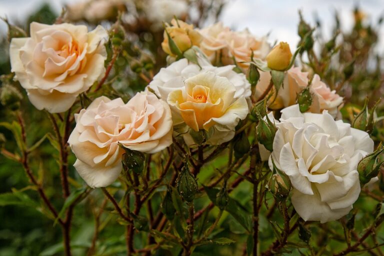 Jardinage à l’ombre : 9 plantes colorées à adopter pour un massif exceptionnel en été
