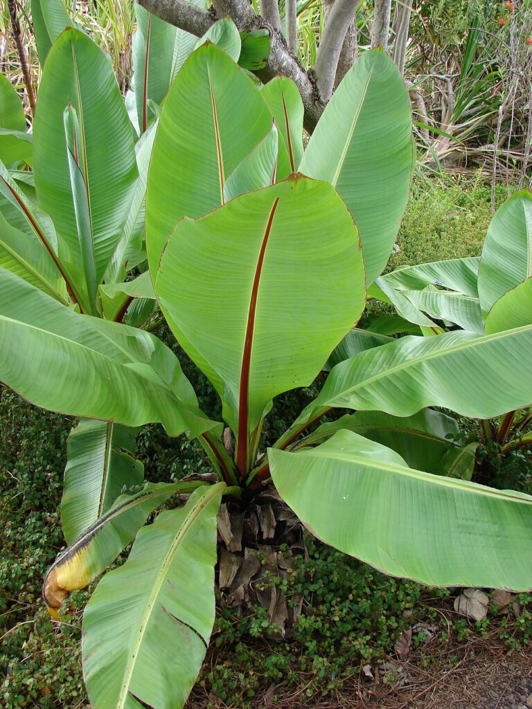 Le Bananier rouge : transformez votre jardin en un paradis tropical