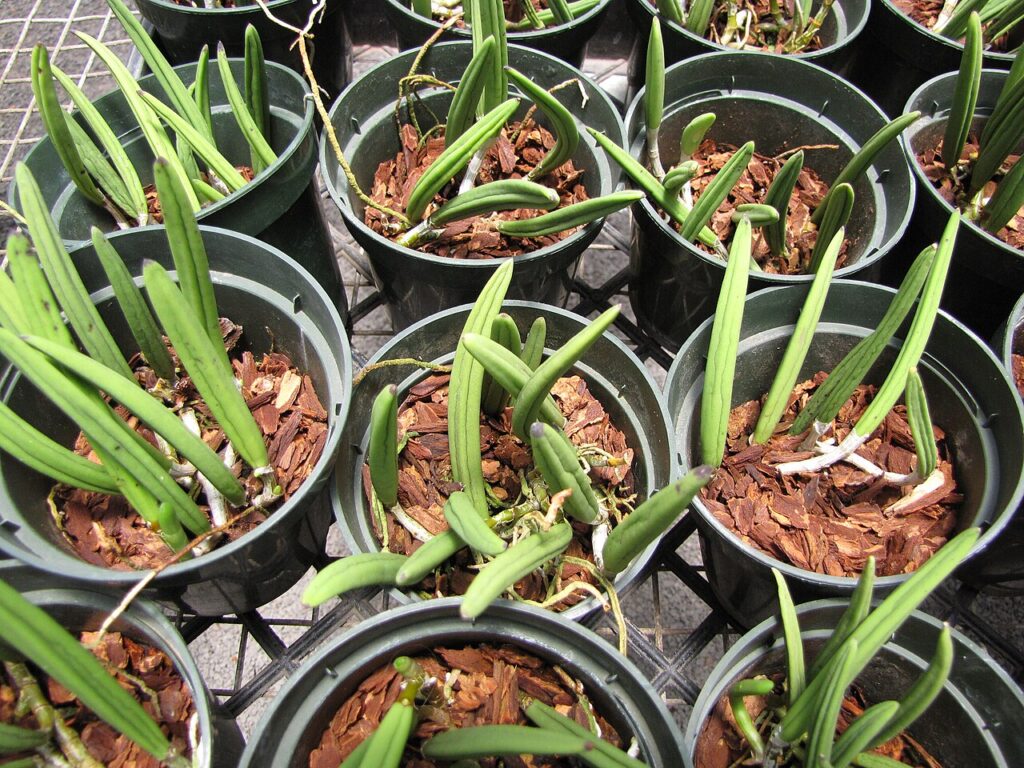 Astuces pour faire fleurir les orchidées plus longtemps - Dendrobium wassellii (Furrowed pencil orchid) Habit in pots at Iao Tropical Gardens of Maui,