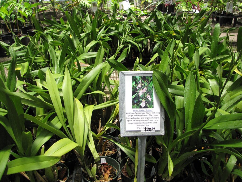 Astuces pour faire fleurir les orchidées plus longtemps - Miltassia sp. (Brassia and Miltonia hybrid orchid) Shelob Tolkien in pots at Iao Tropical Ga