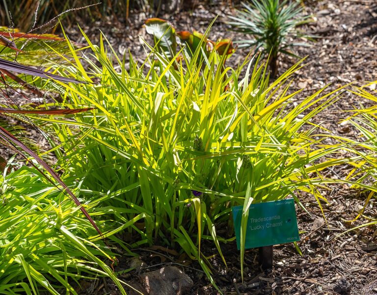 Tradescantia : une plante fascinante pour décorer la maison et le jardin