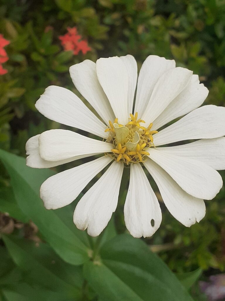 Zinnia : un arc-en-ciel dans vos parterre de fleurs pendant tout l’été